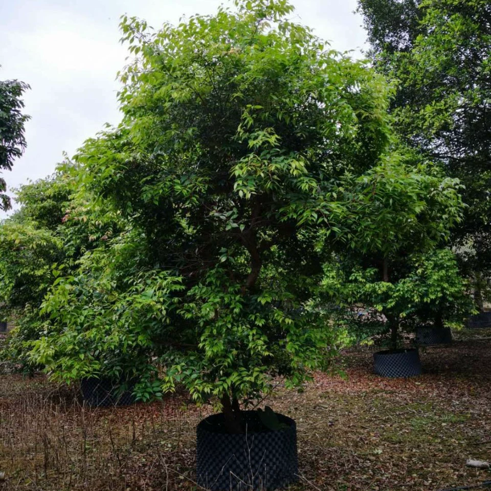 903 Поставка ароматного розового дерева, ароматного персикового дерева, красивого персикового дерева 3-4 метра, искусственные саженцы, вечнозеленые дворовые деревья