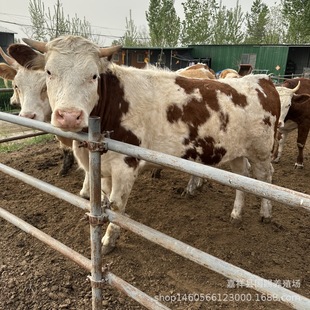 ���T������ţ��4-5����Сţ����ţ��ɢ�BƷ�N �����Sţɢ�B�L�ݿ�