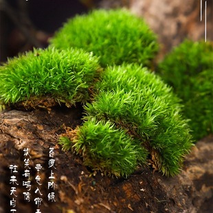 Moss Landscape White Hair Moss Short Velvet Moss Fresh Moss Large Gray Moss Potted Paving Rockery Ecological Tank Landscaping Plants