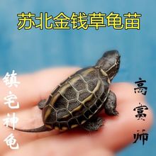 【金钱草龟】活体宠物深水乌龟金线龟长寿顶墨龟黑腹龟苗招财大龟