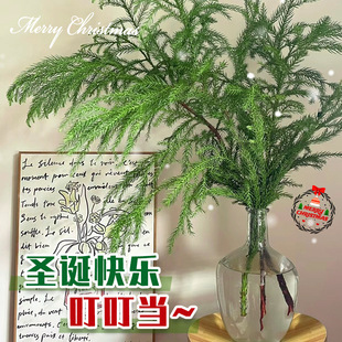 ������Ů���r��֦�}�Q������҃�����ˮ��Gֲ��廨�������û���