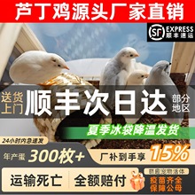 �W�t�J���u������u���wȫɫϵ���B����40-60�������u��S�l؛