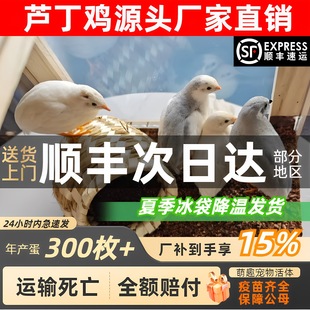 �W�t�J���u������u���wȫɫϵ���B����40-60�������u��S�l؛