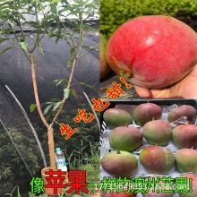 澳芒果苗嫁接果树苗金煌芒桂七四季蜜芒苗种植当年结果盆栽地栽