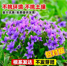 紫花地丁种子籽中药材紫花地丁花种籽四季种植盆栽药用苦地丁种孑