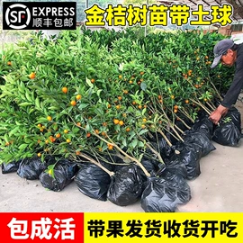 盆栽;种子;园林果树