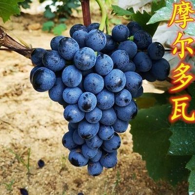 몰도바 5년생 모종 [올해의 성과] +30cm(포함)~40cm(제외)