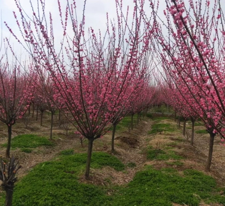 Цельный дропшиппинг, саженец красного слива в горшке, старый пень, двор, морозостойкое зимнее цветущее растение, ароматный родной высокий столб
