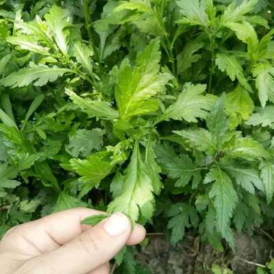 菊花脑种子菊花叶籽菊花涝菊花菜蔬菜种子多年生多次采摘菜籽野菜|ms