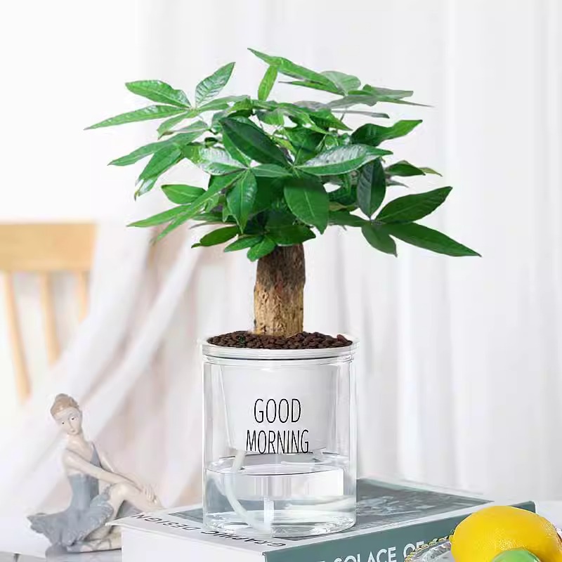 머니트리 [굿모닝 세면대] + 영양액