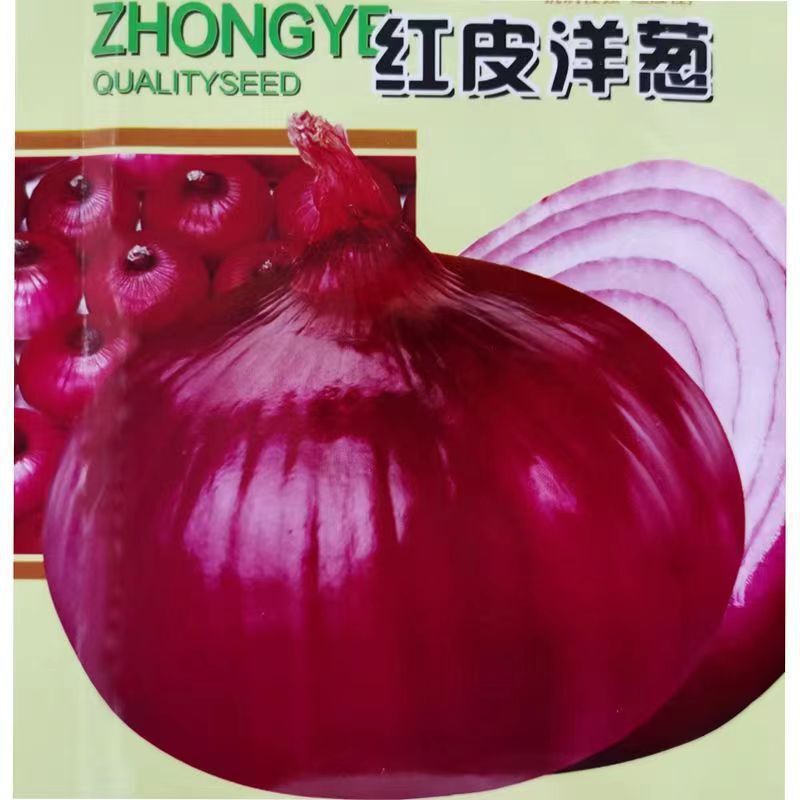 红皮洋葱种子种籽种植苗圆葱耐寒紫皮四季葱种孑蔬菜幼苗苗子