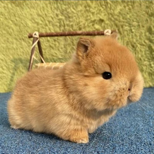 С��٪�����L�����������Ӄ�ͯ�������m�����ò豭�ü��B�������