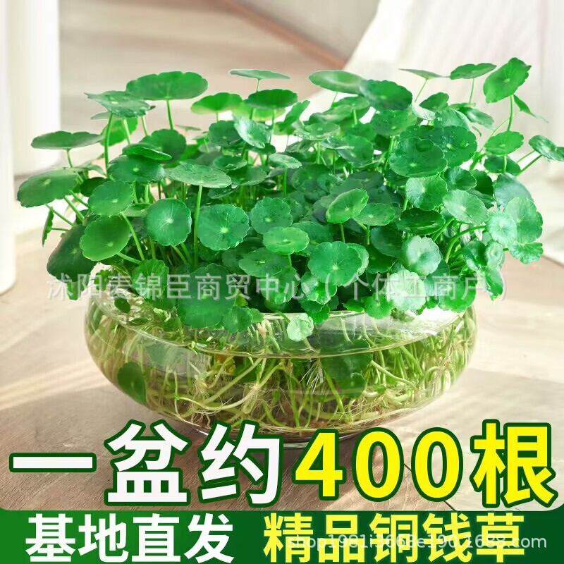 Hydroponic Pennywort Potted Plants, Small Green Plants for Office Desks, Water-Cultured Money Grass Seeds, Pennywort Potted Plants