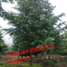 银杏 直径25-28公分