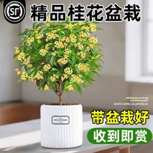 ���¹𻨘����������҃Ȼ���ֲ���𵤹�ͥԺ�������ļ���Gֲ