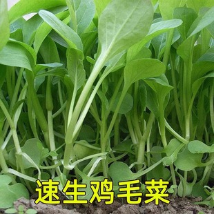 速生雞毛菜種子小油菜小白菜生長快易種植盆栽陽台庭院耐熱抗寒孑
