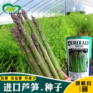 UC800 Asparagus Seed Perennial Asparagus Seed Asparagus Seed
