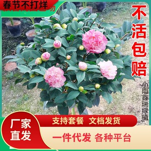 һ�����l������̫���� �����軨���� ��ˮ�軨 ɽ�軨 ������ ��