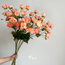 �yɏ�����滨 �Ҿ��b�����յ��߻�c��Y����������������
