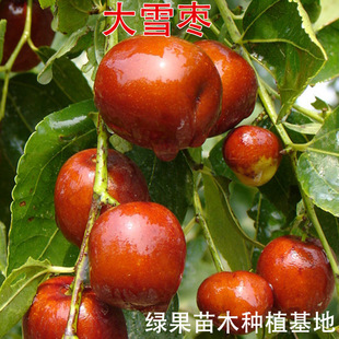 ��ѩ������ ���۴��� �½���t���� ����Y�� �ۗ����� ������