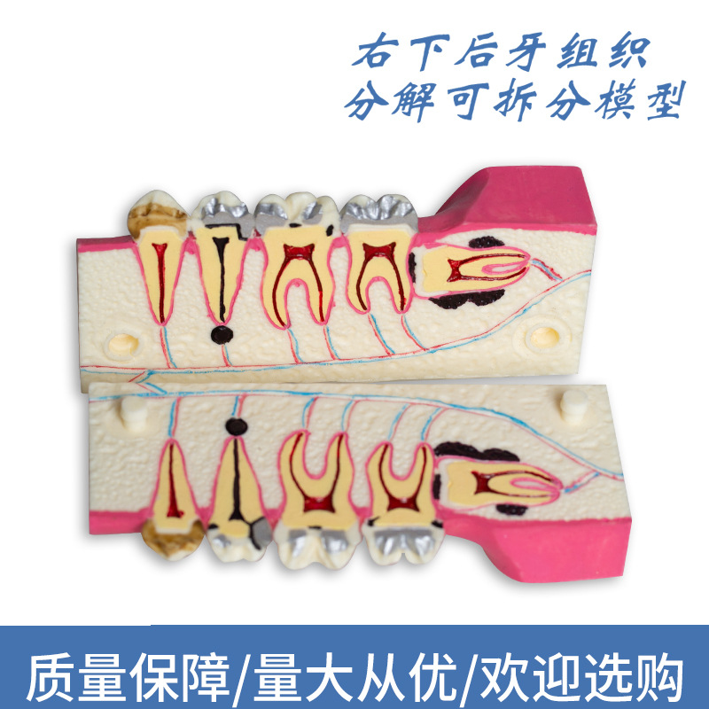 Modelo de descomposición del tejido del diente posterior inferior derecho de la cavidad oral del diente