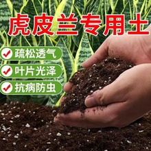 虎皮兰专用营养土养花通用型虎尾兰土壤种植土肥料根疏松天然