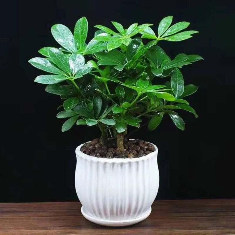 Quatre pièces + pots verticaux en céramique blanche