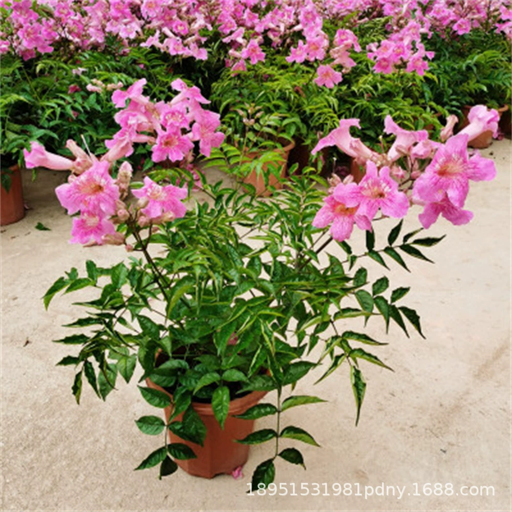 Американская вистерия, вьющееся растение, саженец вистерии, старый сучок, большой рассадный горшок, вьющаяся лиана, морозостойкая, цветет в любое время года.