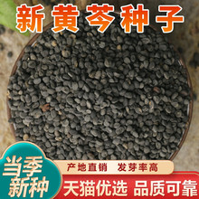 ���S�˷N���S�˷N���S�˷Nֲ�����Բ���Ŀݲݸʲݮ��w�h��