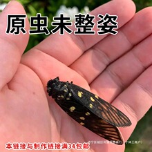 �����x���x�������s�t�׽���δ���Yԭ��չ��ԭ�x�˱�DIY��������