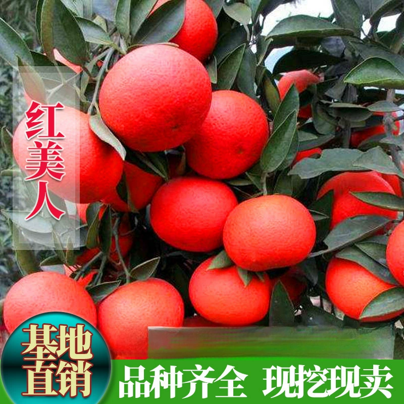 Прививка высококачественных саженцев цитрусовых Ehime № 28 Xiangshan Red Beauty Саженцы апельсинов Прививка саженцев апельсинов Наземное посадка саженцев апельсинов