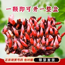 ذșNKļ_̨ͥԺֲͺ׻B