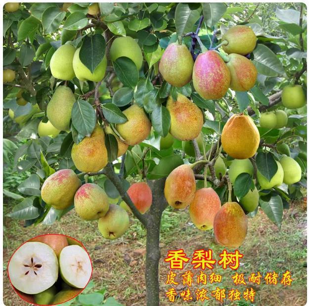 梨树果苗嫁接苗翠冠梨树丰水梨子树苖地栽当年结果梨树苗果树果苗