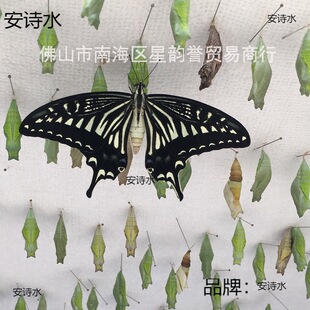 �����Ӽ���w�ɷ�����Y ���w��ͯ�Y����B�^��С���x�����J��