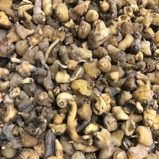 ���l����� ¹��� ɽ�Ĺ� �ȹ� ë�ȹ� ���^�� �SͶ��