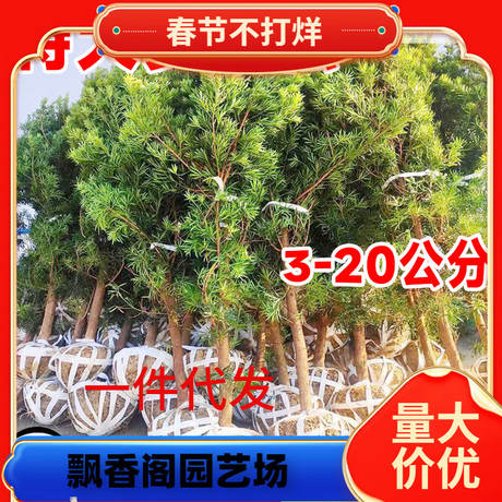 一件代发特大日本罗汉松树苗盆景小叶雀舌室外庭院地栽造型树桩名