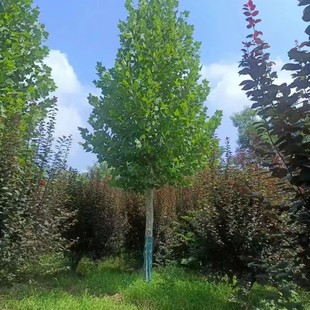 �������Ի��ط�����ͩ�����l �����ͩ�����ֱ�N���ؾG��