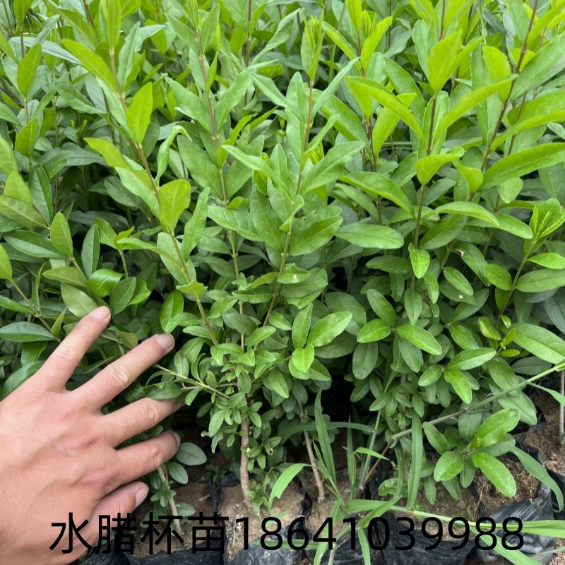 Северо-восточные морозостойкие рассады с питательным воском для воды, рассада в контейнерах с водным воском, срезанные рассады из водной изгороди, рассада из водного воска с золотыми листьями