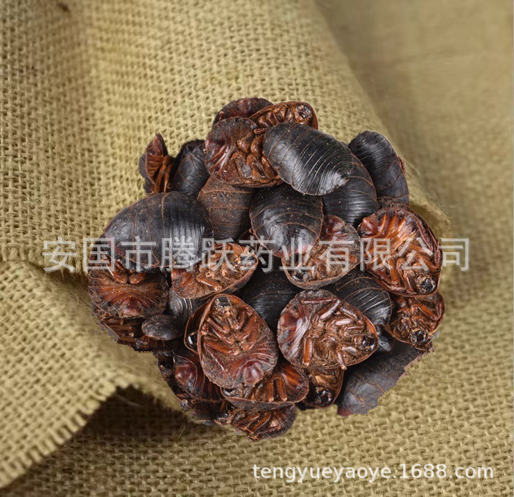 Dried Ground Beetle Tu Bie Chong 土鳖虫 Eupolyphaga Whole Insect Raw TCM Herb 500g specifications
