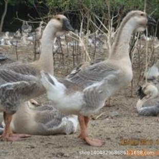 ���ڼ��N��ɫ�{�^�Z�����ش��Z��߮a���Z�����Z��S�l