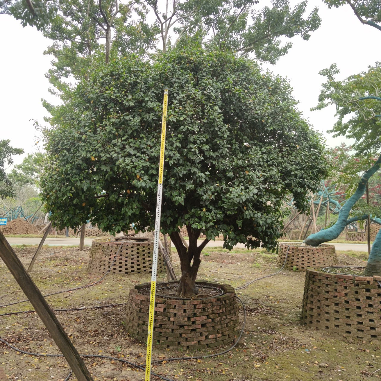 230205 Поставка кустых старых свай с смехом 3 метра во дворе Вилла ландшафтное дерево