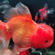 �в�̩ʨʨ��ͷ����ȹ��ˮ��ˮ�������ͻ�������������˺���