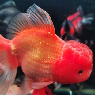 ��̩ؔ�{�{���^����ȹ��ˮ��ˮ�^�p�~�ͻ���~���~�~�����\���B