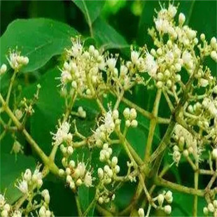 �����ǷN�ӷNș�ķN�Ӆ��ǲ��������ӳ�̴�N�ӳ����Ә�������ļ�