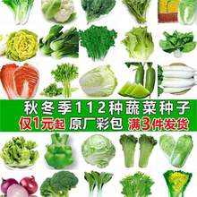 四季蔬菜种子种植青菜生菜菠菜籽白菜罗卜香菜豌豆葱种子精选品质