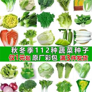 Four-Season Vegetable Seeds for Growing Green Vegetables, Lettuce, Spinach Seeds, Cabbage, Radish, Coriander, Peas, Onion Seeds, Selected Quality