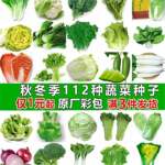 四季蔬菜种子种植青菜生菜菠菜籽白菜罗卜香菜豌豆葱种子精选品质