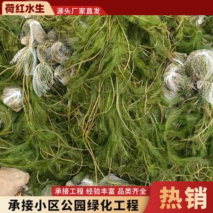 �뻨��β�����ˮ�|��ˮֲ�����ֱ��ͦˮֲ��н��B�o�Nֲ����