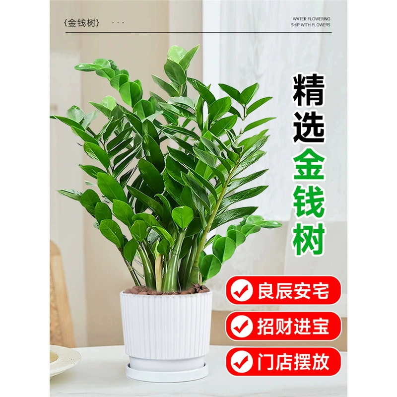 Денежное дерево, горшечное растение, комнатный цветок, зеленое растение, гостиная, бонсай, рабочий стол, процветающий дом, чтобы привлечь богатство и удачу в любое время года.