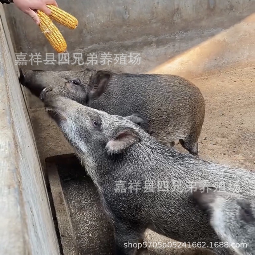 活体二代野猪种活物特种猪崽人工养殖杂交野猪苗双月小野猪供应